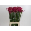 Nerine Favoriet