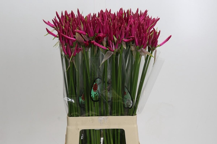 <h4>Nerine Favoriet</h4>