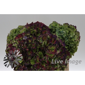 Hydrangea royal pride classic