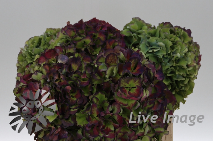 <h4>Hydrangea royal pride classic</h4>