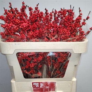 ILEX RED DREAM LESS BERRY