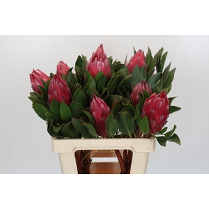 Protea Cynaroides Madiba