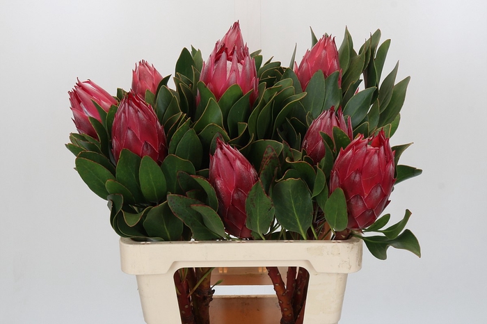 <h4>Protea Cynaroides Madiba</h4>