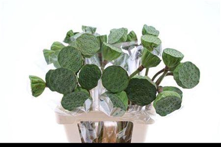 <h4>Nelumbo Nucifera</h4>