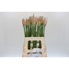 Nerine Vesta K