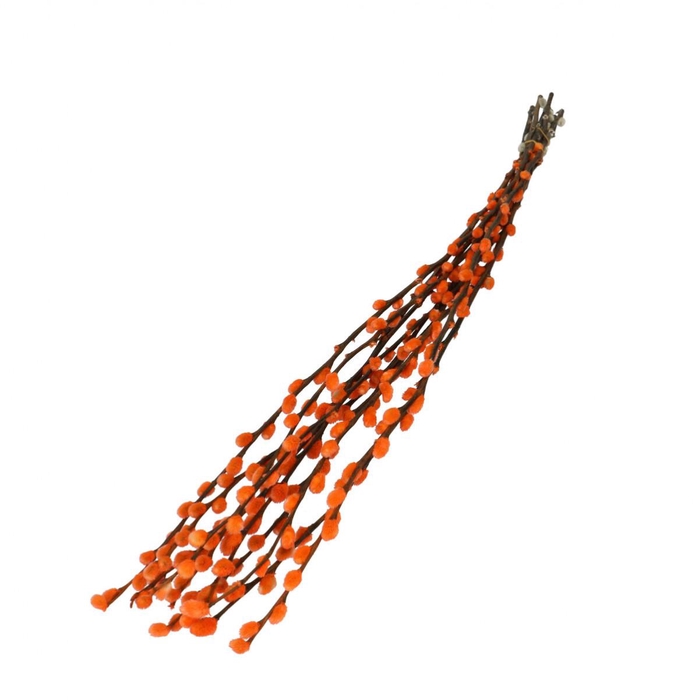 <h4>Droogbloem Wilgenkatjes 70cm</h4>