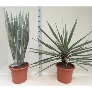YUCCA FLACCIDA