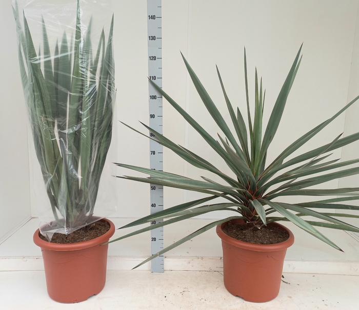 <h4>YUCCA FLACCIDA</h4>