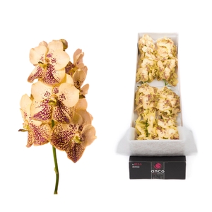 Vanda 10 tak Yellow Henna