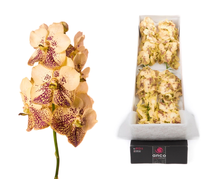 <h4>Vanda 8 tak Yellow Henna</h4>