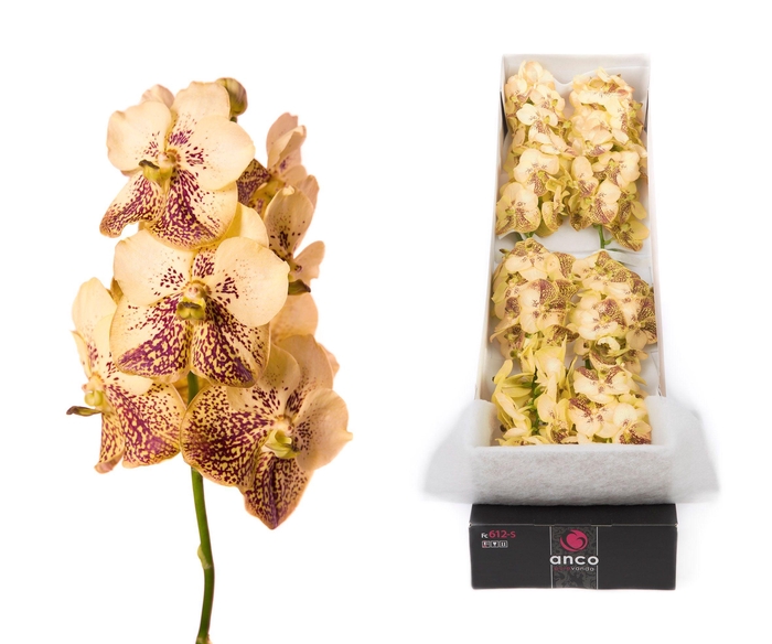 <h4>Vanda 10 tak Yellow Henna</h4>