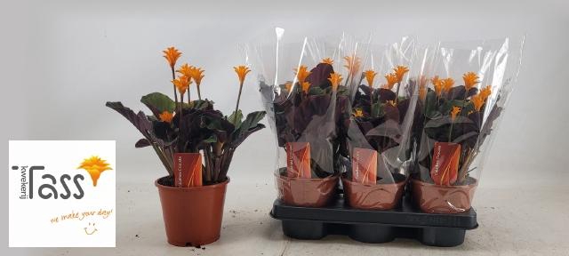 <h4>CALAT CROCATA</h4>