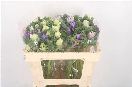 <h4>Anemone Galil Pastel</h4>