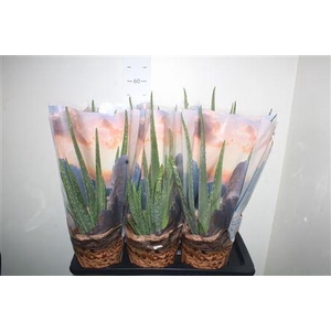 Aloe Vera P17