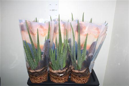 <h4>Aloe Vera P17</h4>