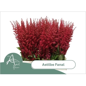ASTIL AR FANAL