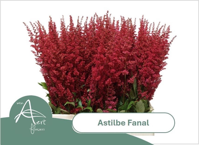 <h4>ASTIL AR FANAL</h4>