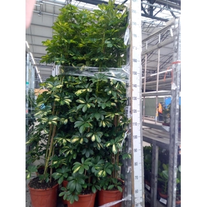 Schefflera arbor. 'Gold Capella'