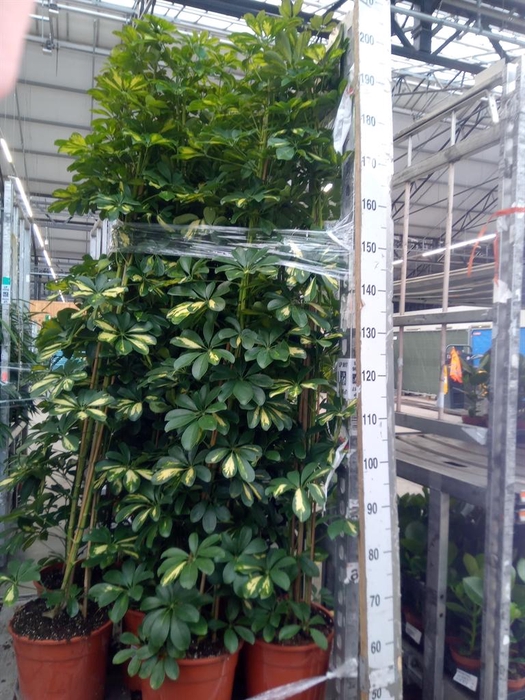 <h4>Schefflera arbor. 'Gold Capella'</h4>