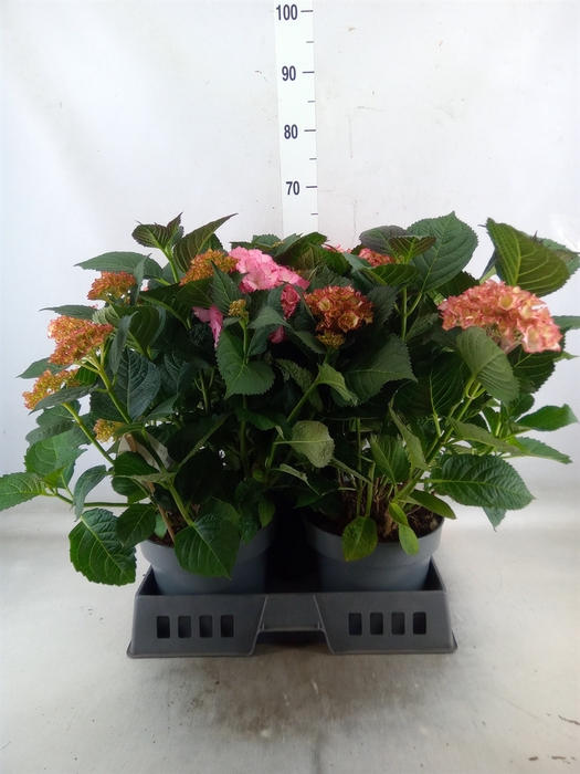 <h4>Hydrangea mac.   ...</h4>