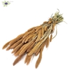 Setaria per bunch Frosted Salmon