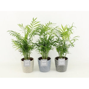 Chamaedorea in Gaia keramiek