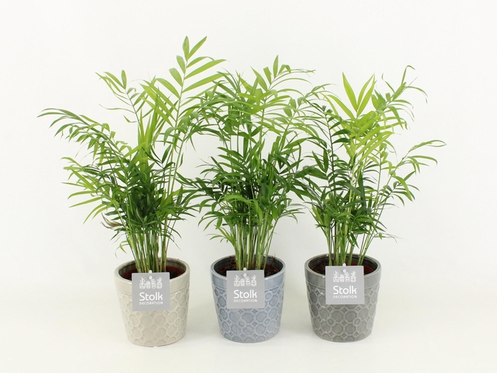 <h4>Chamaedorea in Gaia keramiek</h4>