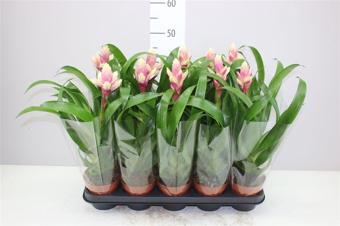 <h4>Guzmania Candy</h4>