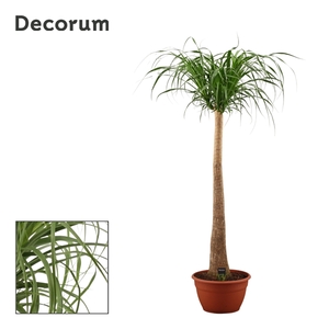 Beaucarnea recht 35 cm XL (Decorum)