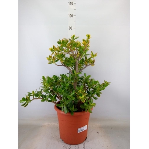 Crassula ovata 'Sunset'