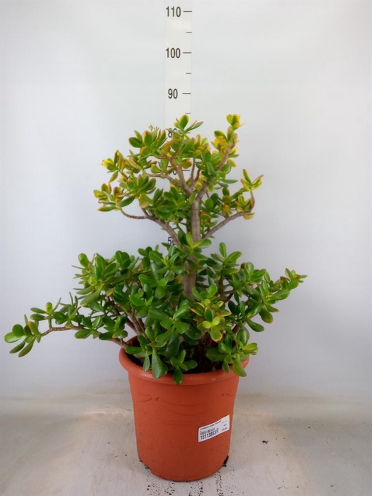 <h4>Crassula ovata 'Sunset'</h4>