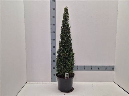 <h4>Buxu Sempervirens</h4>