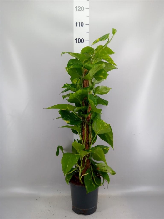 <h4>Epipremnum pinn.   ...moss stick</h4>