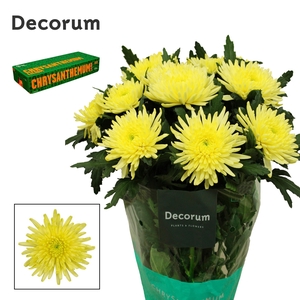 Chr G Topspin Yellow