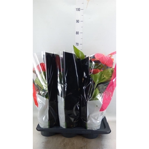 Anthurium   ...mix