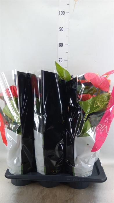 <h4>Anthurium ...mix</h4>