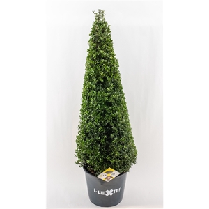 Ilex crenata Dark Green, P32, Kegel 80-90cm