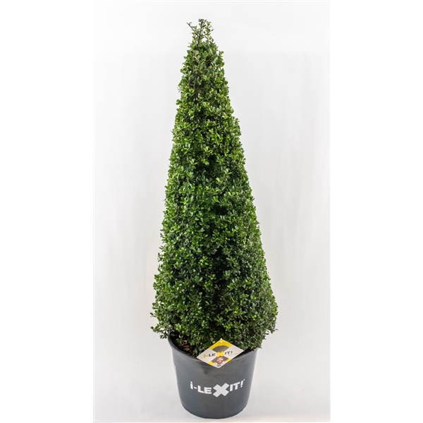 <h4>Ilex crenata Dark Green, P32, Kegel 80-90cm</h4>