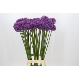 Allium Gladiator