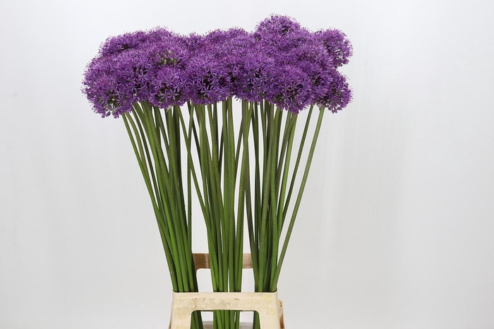 Allium Gladiator