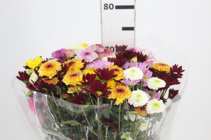 <h4>CRISANTEMO SANTINI MISTO 070 CM</h4>