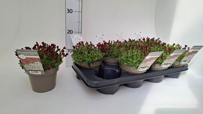 <h4>SAXIF ARENDSII</h4>