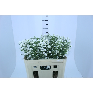 ASTER BRANCO 070 CM