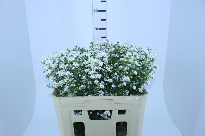 ASTER BRANCO 070 CM