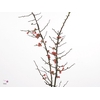 CHAENOMELES JAPONICA