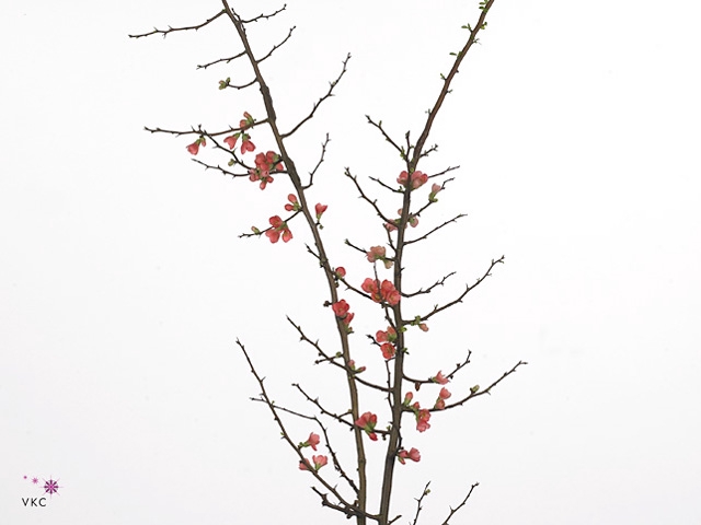 CHAENOMELES JAPONICA