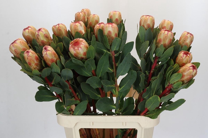 <h4>Protea Grandicolor</h4>