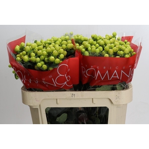 Hypericum Smiley Romance