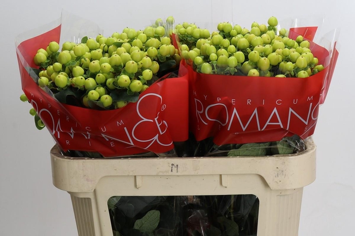 <h4>Hypericum Smiley Romance</h4>