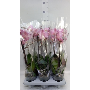 Phalaenopsis  'Ant Padova'